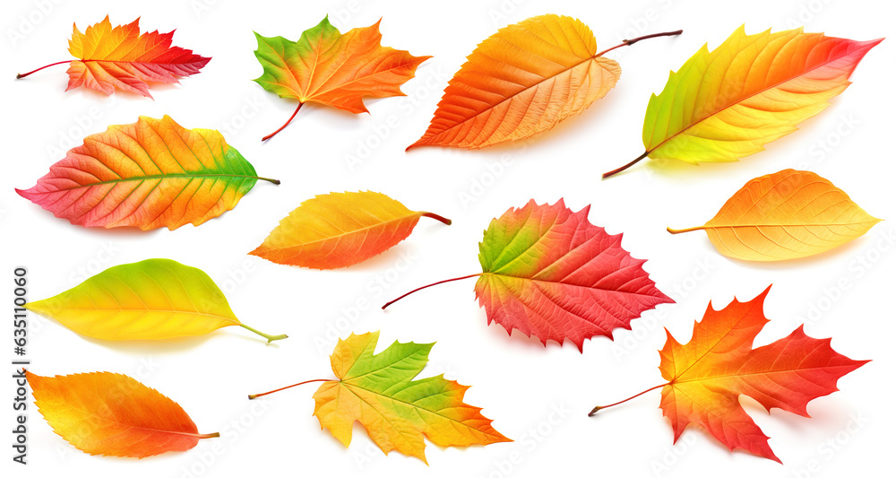 Canvas Prints collection of multicolored leaves of autumn trees and shrubs isolated on white background