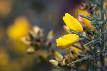 Yellow flowers of Ulex, commonly known as gorse, furze, selective focus, floral yellow spring and summer background