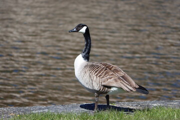 Naklejka na ściany i meble Sweden. The Canada goose (Branta canadensis), sometimes called Canadian goose, is a large wild goose with a black head and neck, white cheeks, white under its chin, and a brown body. 
