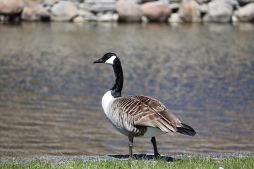 Sweden. The Canada goose (Branta canadensis), sometimes called Canadian goose, is a large wild goose with a black head and neck, white cheeks, white under its chin, and a brown body. 