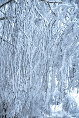 Fototapeta premium Pine trees branches covered with snow frost. Perfect wintry wallpapers magical nature photography.