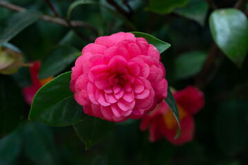 Middlemist Camelia-The rare plant, brought to Britain from China, Camellia of rare pink color,...