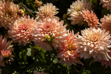 Sun lighted coral peach salmon dahlia blooming in the dutch flower garden in summer, close up and macro, on the dark background
