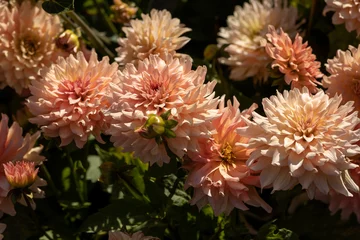  Sun lighted coral peach salmon dahlia blooming in the dutch flower garden in summer, close up and macro, on the dark background © Daria