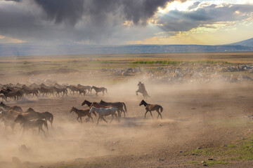 Yilki horses are walking and running on the river. Yilki horses in Kayseri Turkey are wild horses...