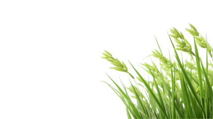 rice plant on transparent background for advertising.