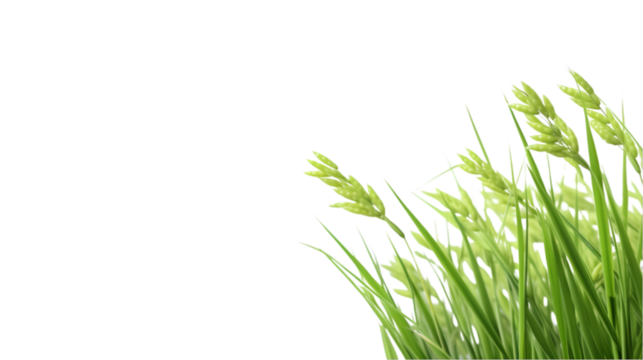 rice plant on transparent background for advertising.