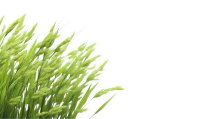 rice plant on transparent background for advertising.