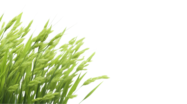 rice plant on transparent background for advertising.