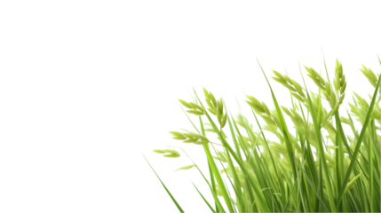 rice plant on transparent background for advertising.