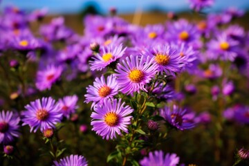 New England Aster: Wildflower Beauty in a Meadow Field with Purple Bloom. Generative AI - obrazy, fototapety, plakaty