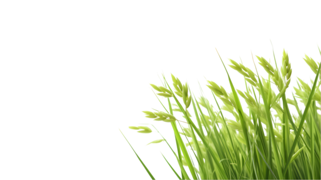 rice plant on transparent background for advertising. - Powered by Adobe