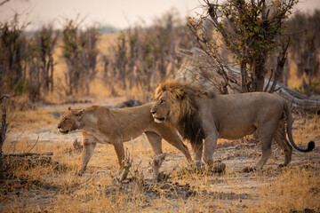 Lion and lioness walking through the Savute bush, Botswana in the early morning.