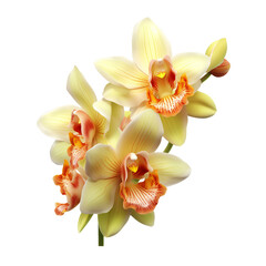 Fototapeta na wymiar Cymbidium orchid. isolated object, transparent background
