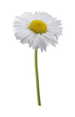 isolated white and orange daisy with petals