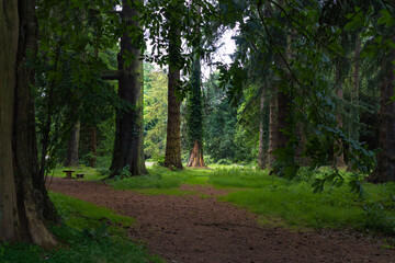 Obraz premium path in the woods