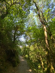 Camino entre árboles en un bosque 