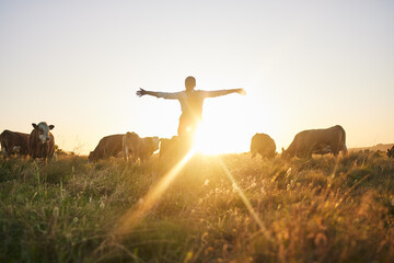 Sunrise, cows and woman on farm with open arms for freedom, adventure and excited for agriculture....
