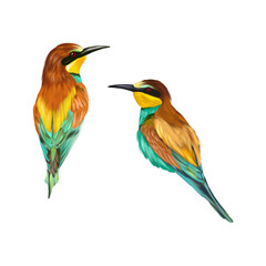 Golden bee-eater, two birds. Birds illustration isolated on white background. Greeting cards, wedding invitations, covers, spring and summer banners.