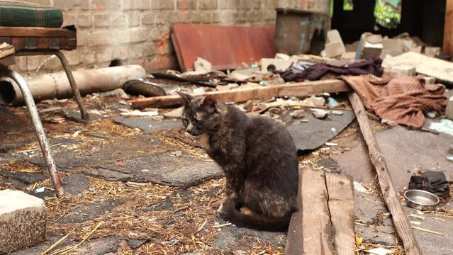 Close-up view 4k stock video portrait of sad ukrainian cat sitting among ruins on site that was its home before shelling by russians army during war Russia against Ukraine. Poor home pet, destructions