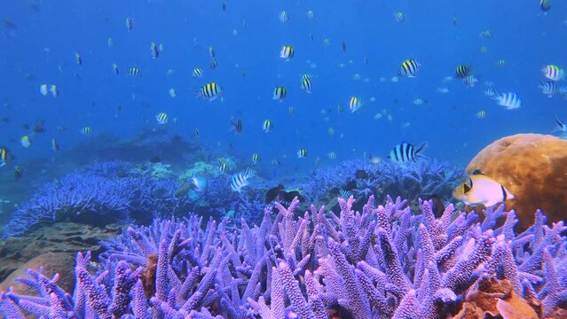 breath taking beautiful view of blue lavender finger branching Staghorn corals with tons of Scissortail Sergeant dascyllus and blue Damselfish Bennet's butterfly fish and pacific longnose parrotfish