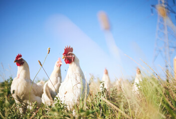 Field, farming and chickens in grass with blue sky in green countryside, free range agriculture and...