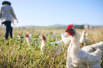 Nature, chickens in field and farmer walking with blue sky in green countryside, free range...