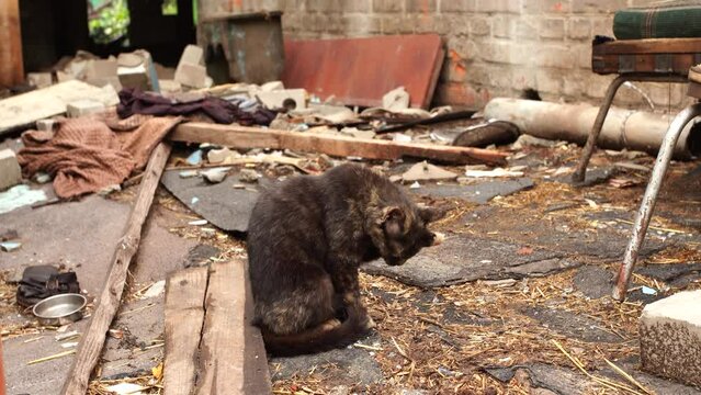 Closeup view 4k stock video portrait of sad ukrainian cat sitting among ruins on site that was its home before shelling by russians army during war Russia against Ukraine. Poor home pet, destructions