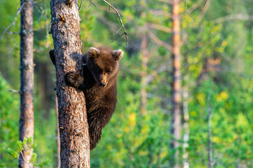brown bear cub © Artem