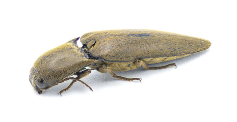 Brown Wireworm - Orthostethus infuscatus - is a species of click beetle in the family Elateridae. isolated on white background side front top view