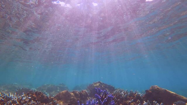 tilted upper angle camera shot of blue lavender finger branching Staghorn coral bleaching covered by Coralline algae environmental pollution due to pollution global warming with sunlight hue ray shine