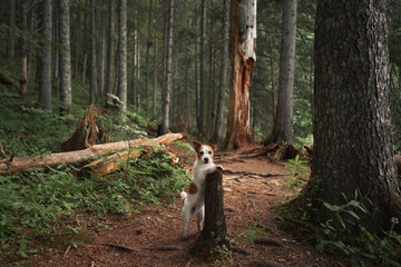 Dog in the forest. Funny Jack Russell Terrier, walking with pet in nature 