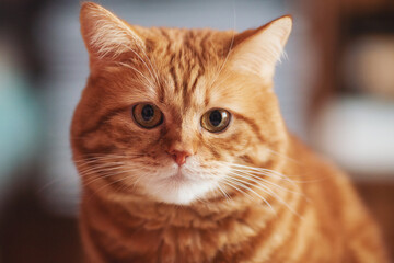 Portrait of red tabby Cat, Looking in camera on Isolated background, front view. The amazed ginger fat cat. The concept of domestic animals, animal and human petting. Fluffy cat at home. 