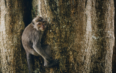 Close up shot of monkey hanging on trunk tree. Climbing macaque in sacred monkey forest sanctuary