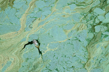 Dead fish in polluted dirty water contaminated with toxic blue-green algae. Top view.