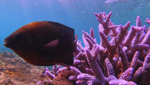 lemonpeel angelfish black and blue damselfish bank sea bass juvenile phase princess stripped parrot fishes wondering around blue lavender finger branching Staghorn corals close up front underwater