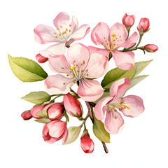 Obraz premium Apple Blossom in Spring Hand-Drawn Watercolor Illustration on White