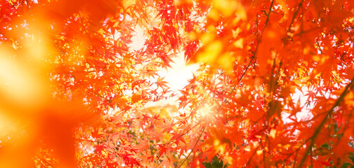 autumn leaves banner