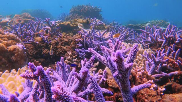 lemonpeel angelfish black and blue damselfish threadfin butterflyfish swimming around in and out of the blue lavender finger branching Staghorn corals close up view with shining sunlight hue ray