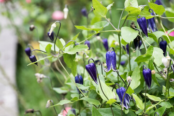 purple Clematis flowers