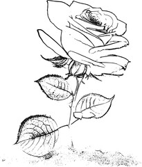Pencil sketch of a rose. Vector graphics.