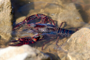American River Crab 