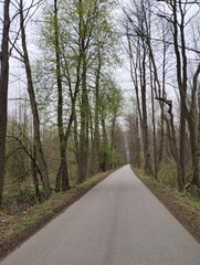 Fototapeta premium road in the woods