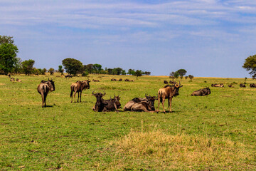 Herd of blue wildebeest (Connochaetes taurinus) in savannah in Serengeti national park in Tanzania....