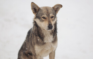 Naklejka premium Stray dogs out in the snow during a cold and winter day. Homeless dog with sad eyes freezing on the street while snowing. Homeless animals, social issues, humanism, survival, safety, feeding concept.