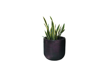 Isolated image of a beautiful leafy plant in a pot on a png file on transparent background.