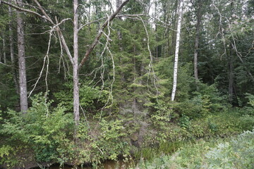 Fototapeta premium Summer. August. Beautiful coniferous forest on the bank of a forest river. Tall pines and firs. Horizontal shot.