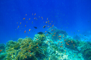 Naklejka na ściany i meble Different tropical fish at coral reef in the Red sea in Ras Mohammed national park, Sinai peninsula in Egypt