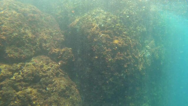 dangerous snorkeling of side of an islet underwater at rapid zone with ocean wave ponding with sharp oyster growing on shore and sea urchin pits and holes on rock with shining from sunlight reflection
