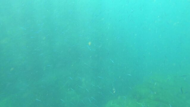 Storm of Sardine fish fry in blue green turquoise color ocean sea water and particle squiring with shining from sunlight hue ray reflection light during day in Xiyupingyu Penghu Taiwan Asia